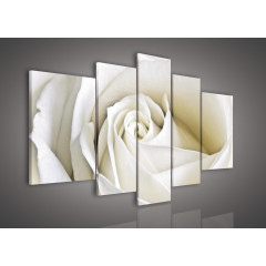Bílá růže 147A S4A - pětidílný
